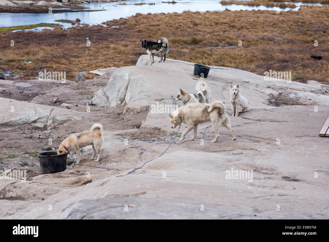 Cani da slitta in Groenlandia in estate. Durante l'estate i cani sono di solito mettere sulle ciglia e lasciato all'aperto a tutti i tempi Foto Stock