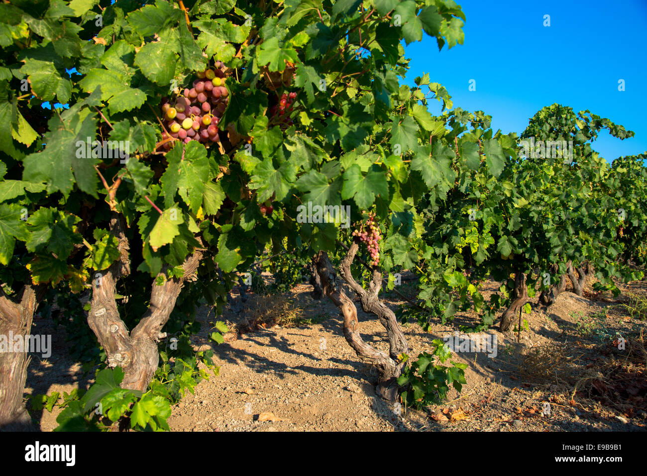Le uve in vigna a milos in Grecia Foto Stock