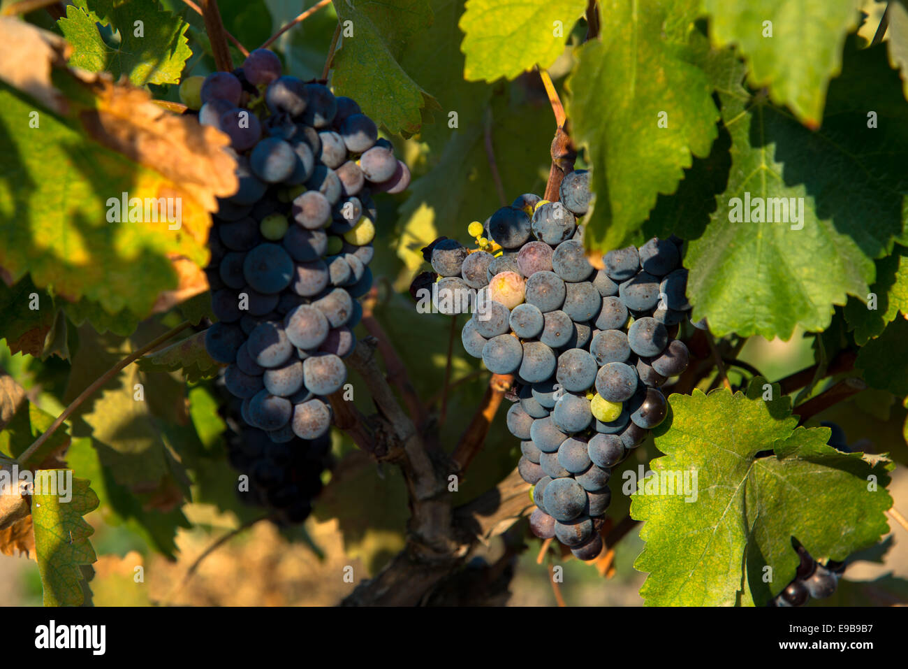 Blue uva in vigna in Grecia MILOS Foto Stock
