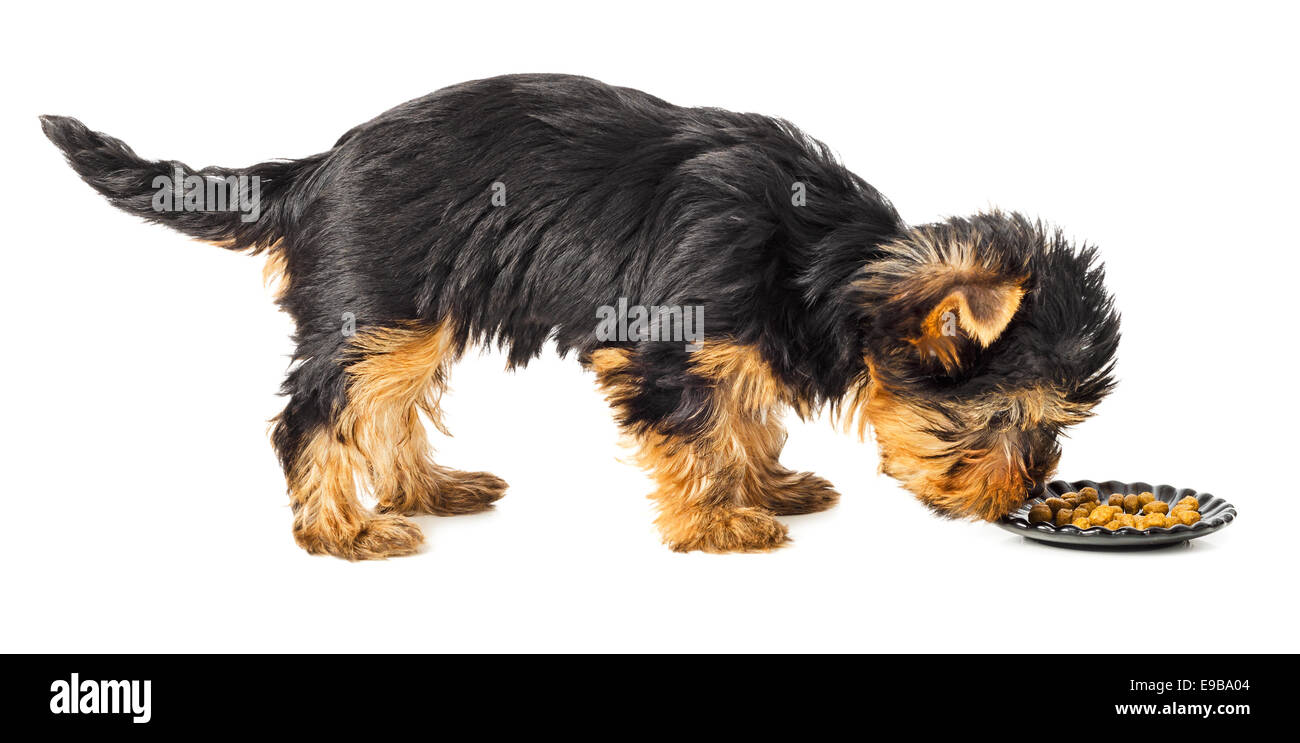 Cucciolo di Yorkshire terrier in piedi e mangiare dalla ciotola di cibo. 2 mesi di età, isolato su sfondo bianco. Foto Stock
