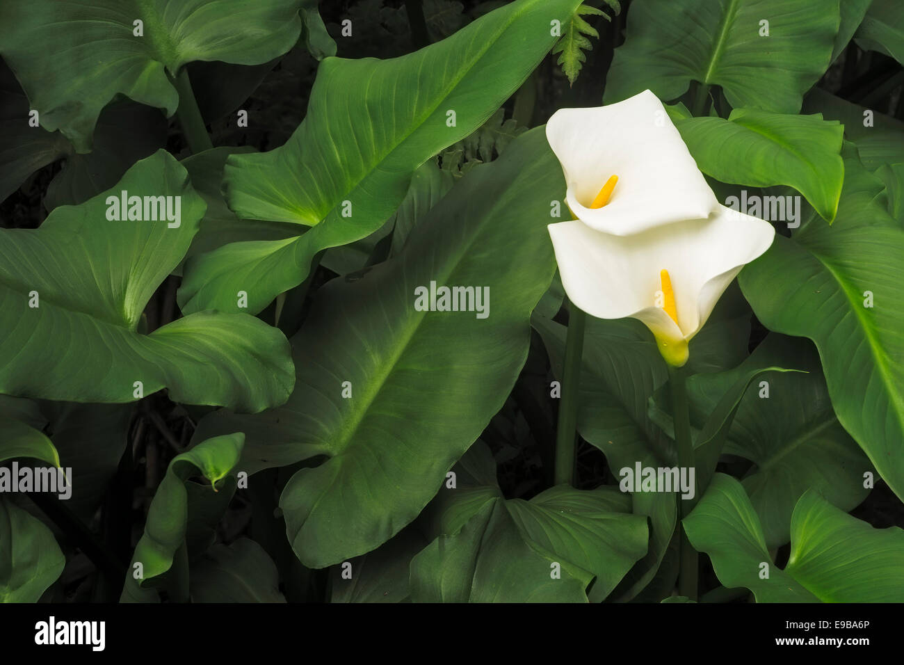 Kalla fiori zantedeschia aethiopica white arum Foto Stock