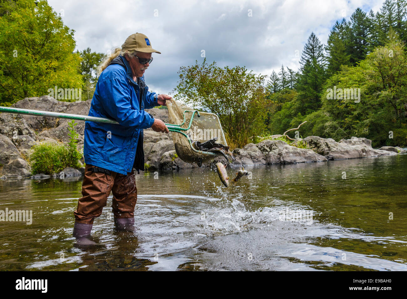 Oregon Dipartimento di pesci e fauna selvatica volontario Dave Guard rilascia vivaio di trote nel fiume McKenzie a Ben e Kay Dorris Foto Stock