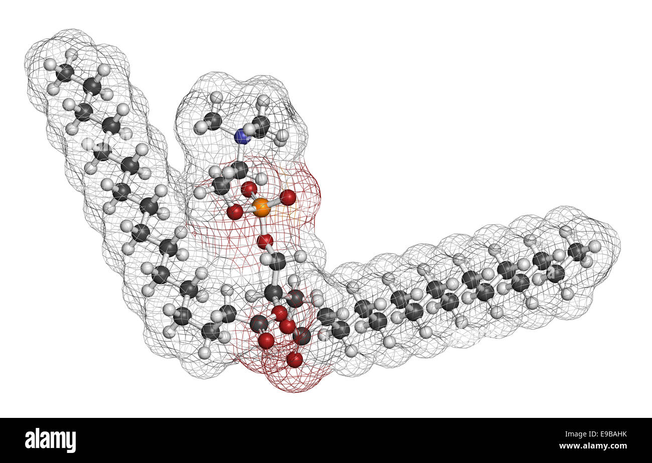 Polmonare molecola di tensioattivo. Struttura chimica di dipalmitoilfosfatidilcolina (DPPC) il principale costituente del polmone surfact Foto Stock