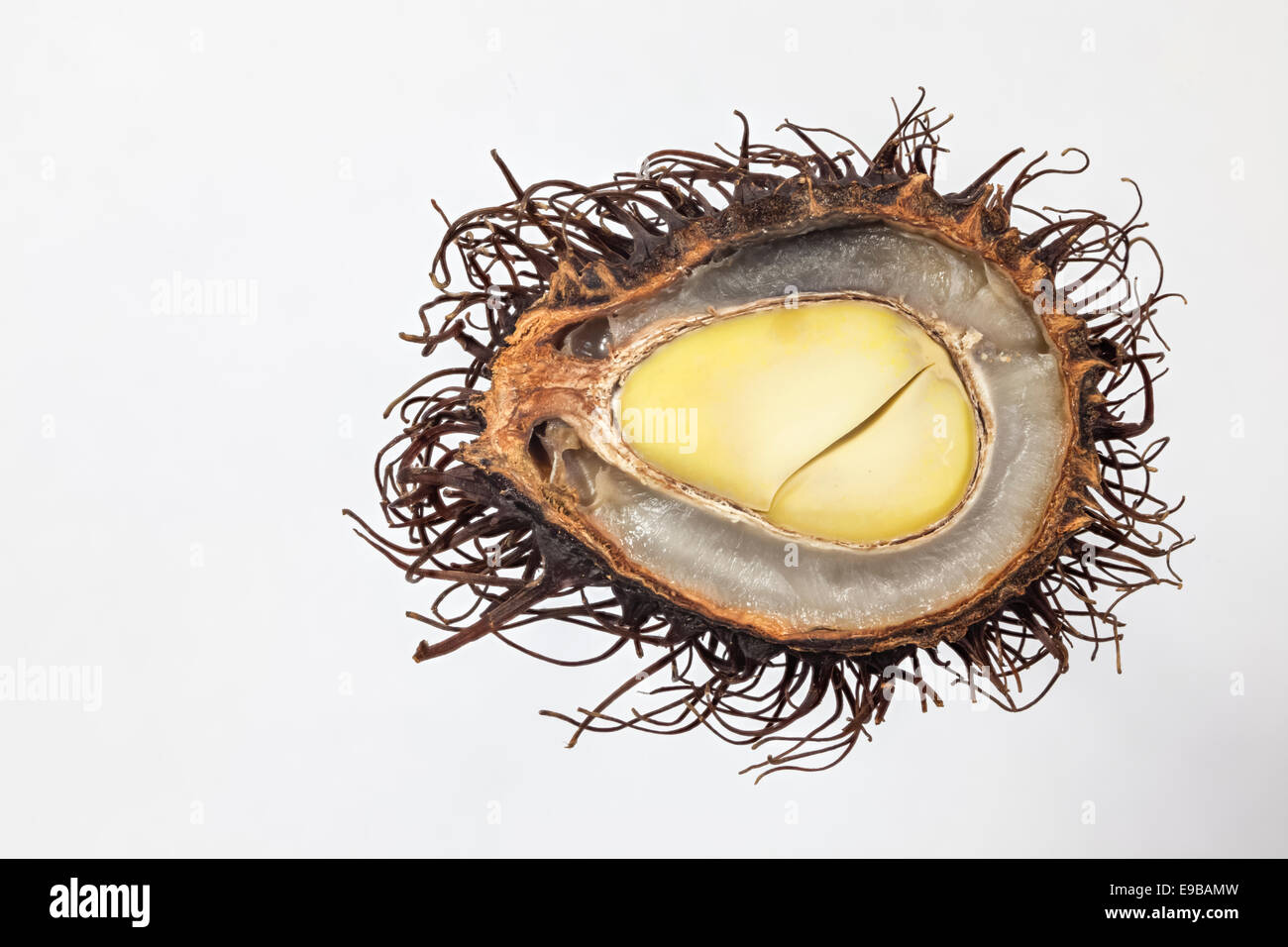 Rambutan, nephelium lappaceum, che si trova nella parte occidentale della pianura malese: anche in Asia S.E., sri lanka e zanzibar. relative al litchi Foto Stock Rambutan, nephelium lappaceum, che si trova nella parte occidentale della pianura malese: anche in Asia S.E., sri lanka e zanzibar. relative al litchi Foto Stock