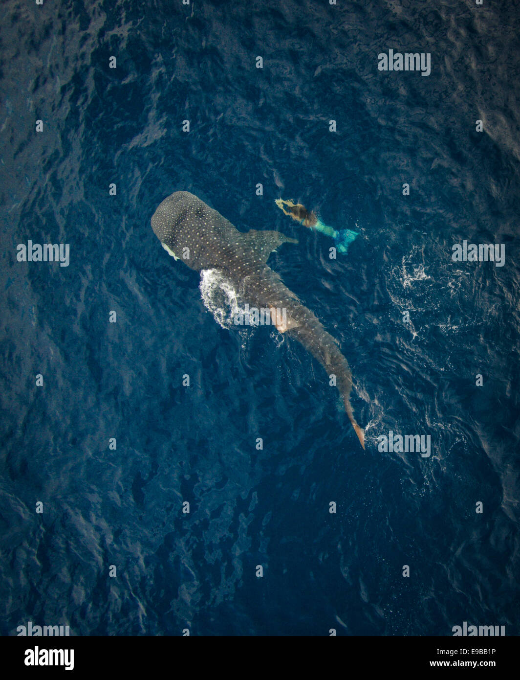 Antenna di mermaid nuotare lungo il lato di un squalo balena in acqua off Isla Mujeres, Messico Foto Stock