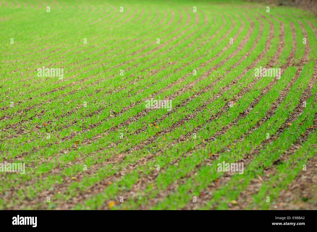 Righe di giovani piantine di grano in un campo Foto Stock