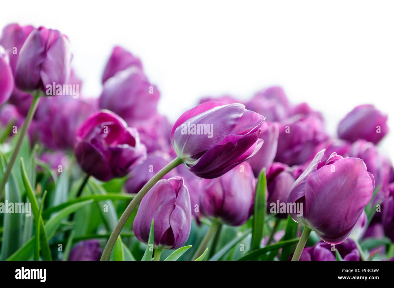 Viola e rosa magenta i tulipani di fronte isolato bianco sullo sfondo del cielo Foto Stock