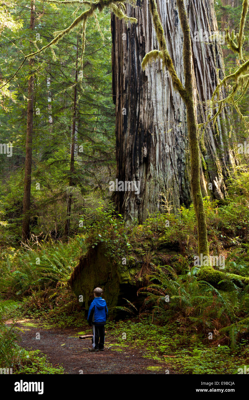 Un ragazzo si ammira il Redwood alberi lungo Lady Bird Johnson Grove nella Prairie Creek State Park, il Parco Nazionale di Redwood in California Foto Stock