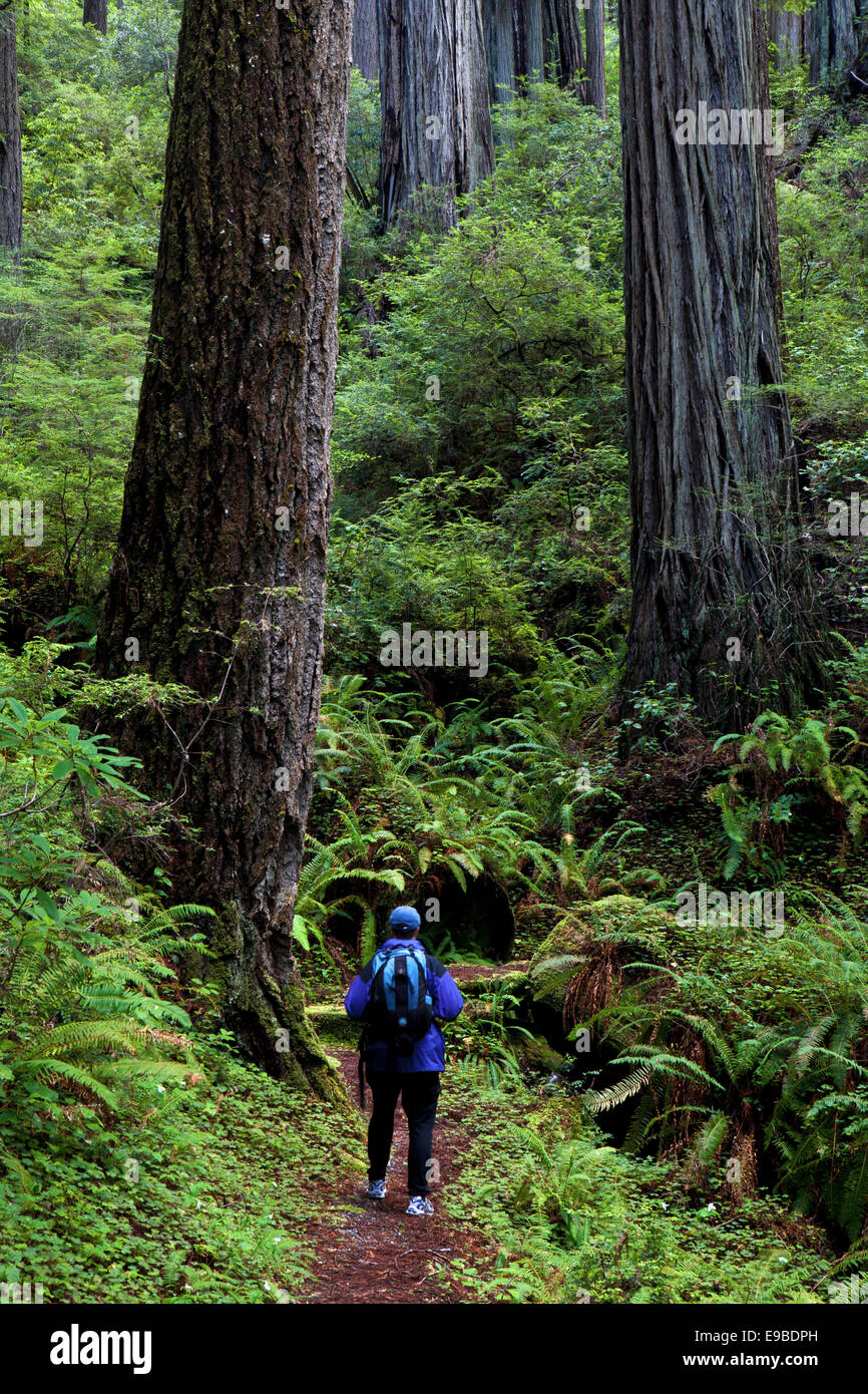 Un escursionista si ammira il Redwood alberi in Prairie Creek State Park, il Parco Nazionale di Redwood in California. Foto Stock