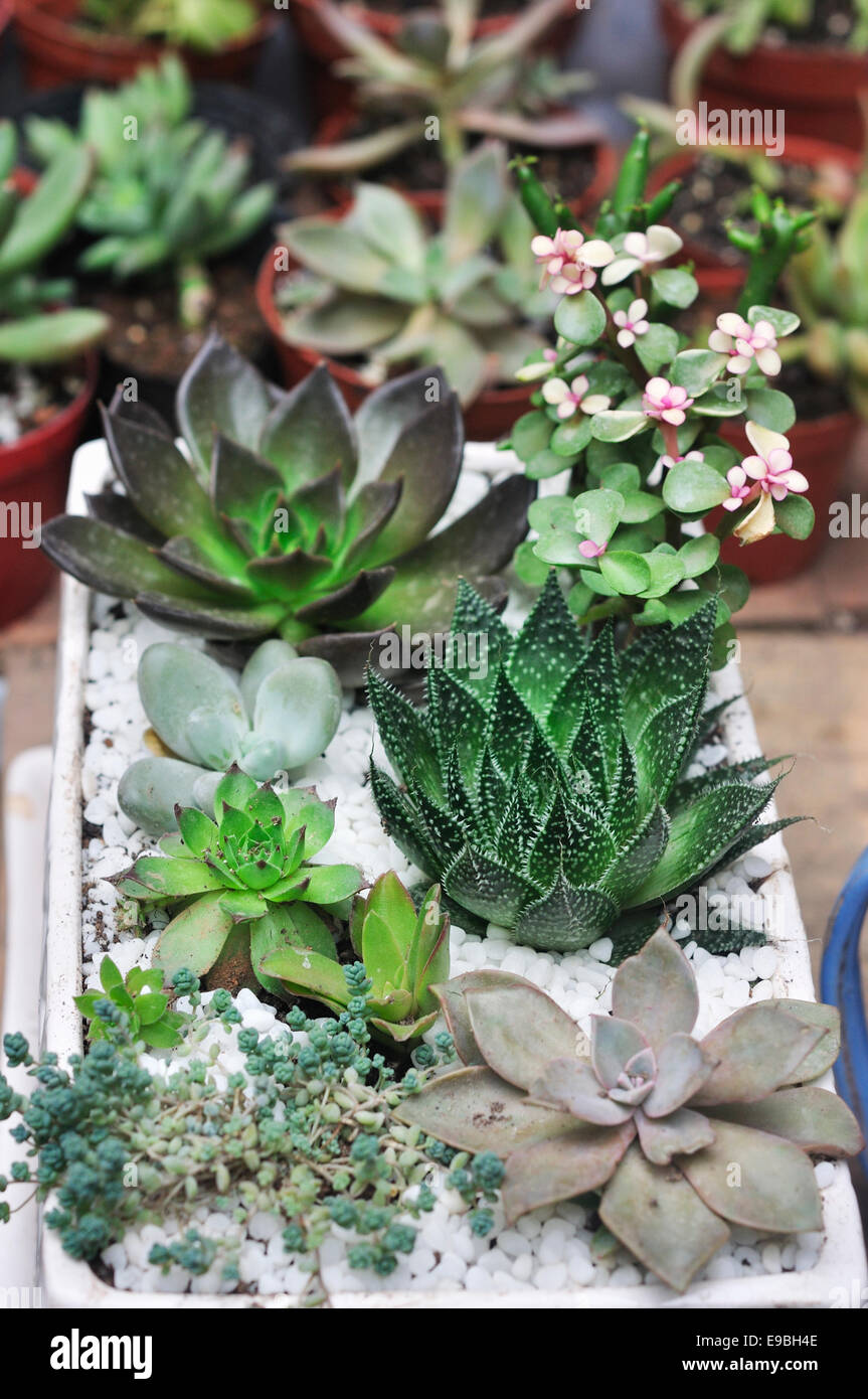 Le piante succulente in vaso Foto Stock