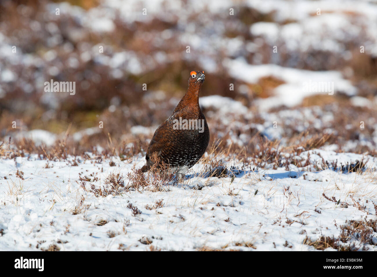 Red Grouse; Lagopus lagopus; maschio; Scozia - UK Foto Stock