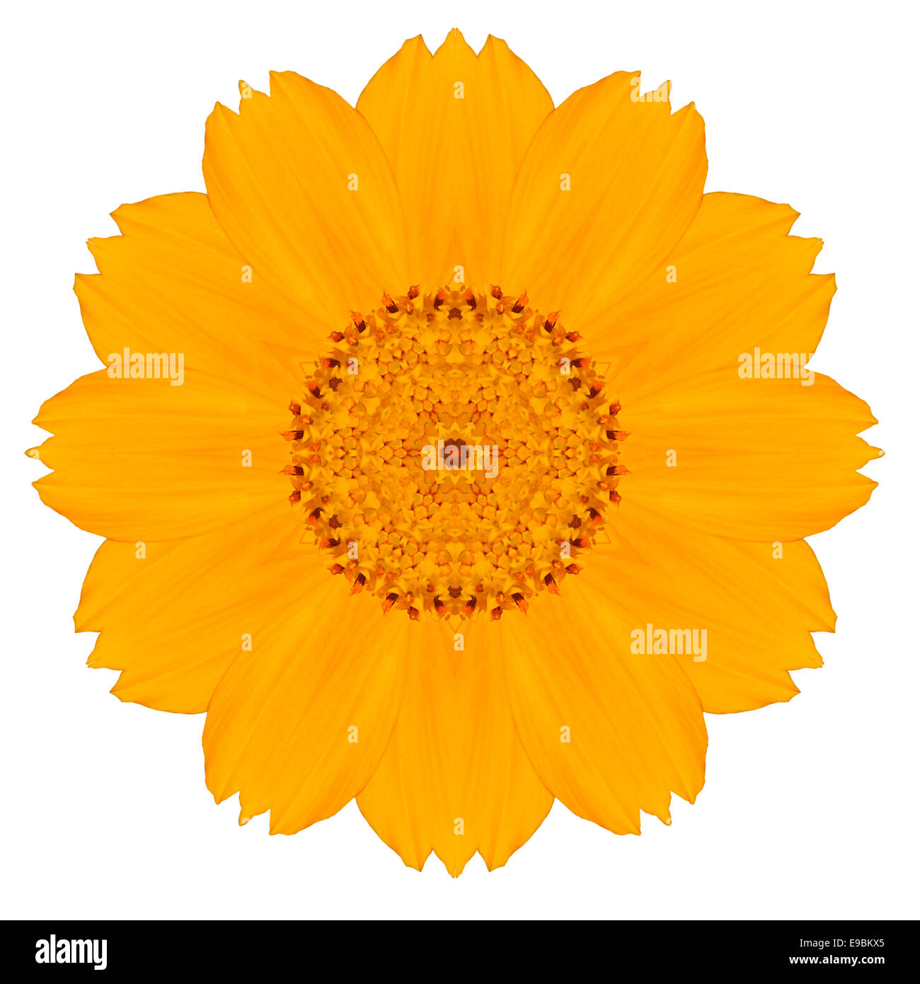 Gialli concentrici Singapore Daisy Flower isolati su sfondo bianco. Mandala caleidoscopica Design. Bellezze naturali specchiato Foto Stock
