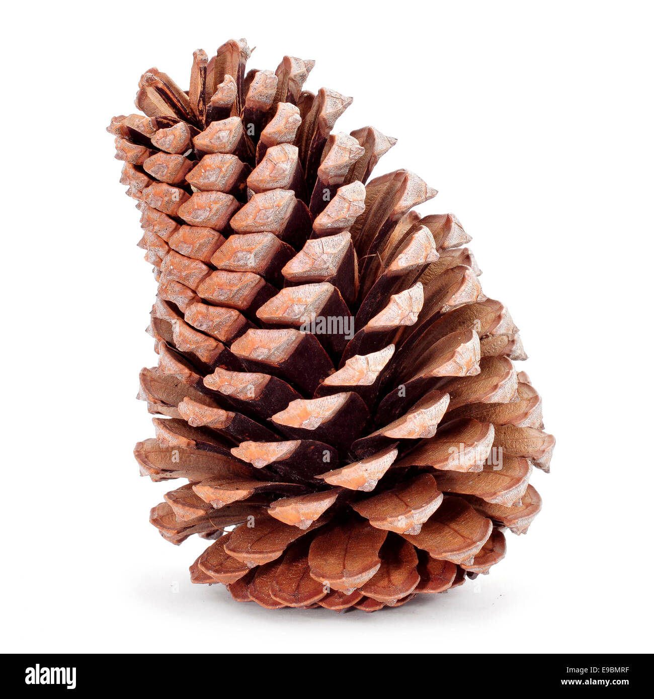 Primo piano di una pigna su sfondo bianco Foto Stock