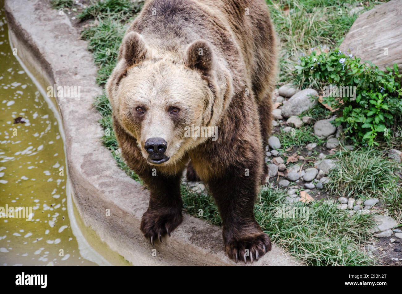 Recare alla ricerca fino a telespettatori di lo zoo di Barcellona, grandi griffe, naso, orecchie, dettaglio. Foto Stock