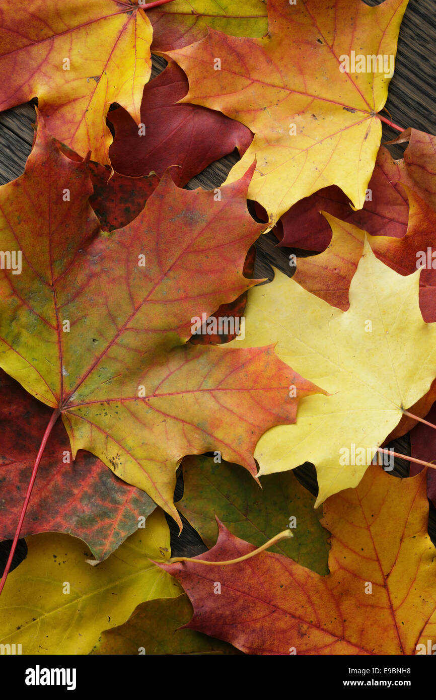 Autunno foglie di acero sul vecchio tavolo in legno di quercia, direttamente dal di sopra Foto Stock