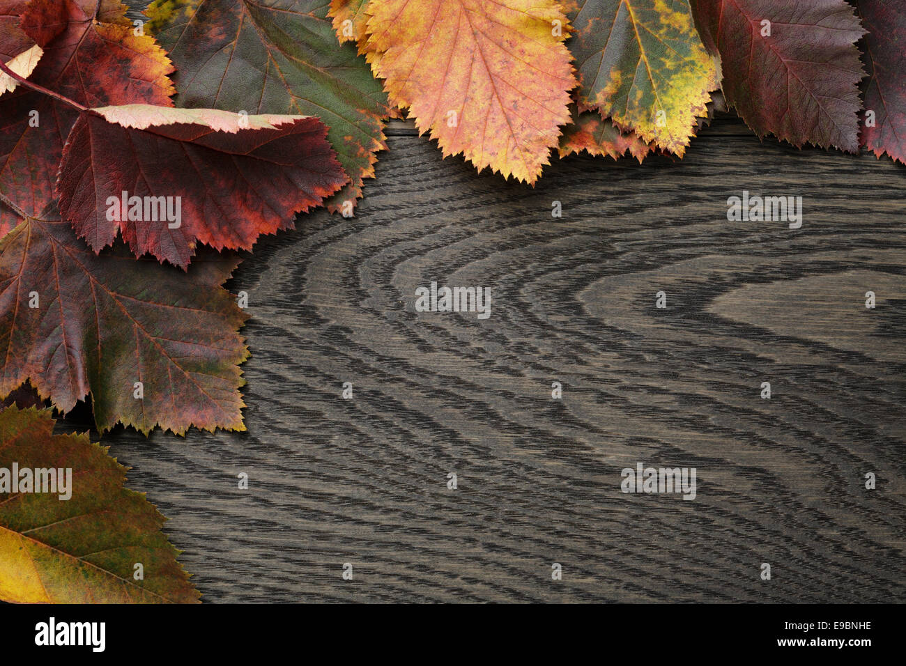 Autunno biancospino foglie sul vecchio tavolo in legno di quercia, direttamente dal di sopra Foto Stock