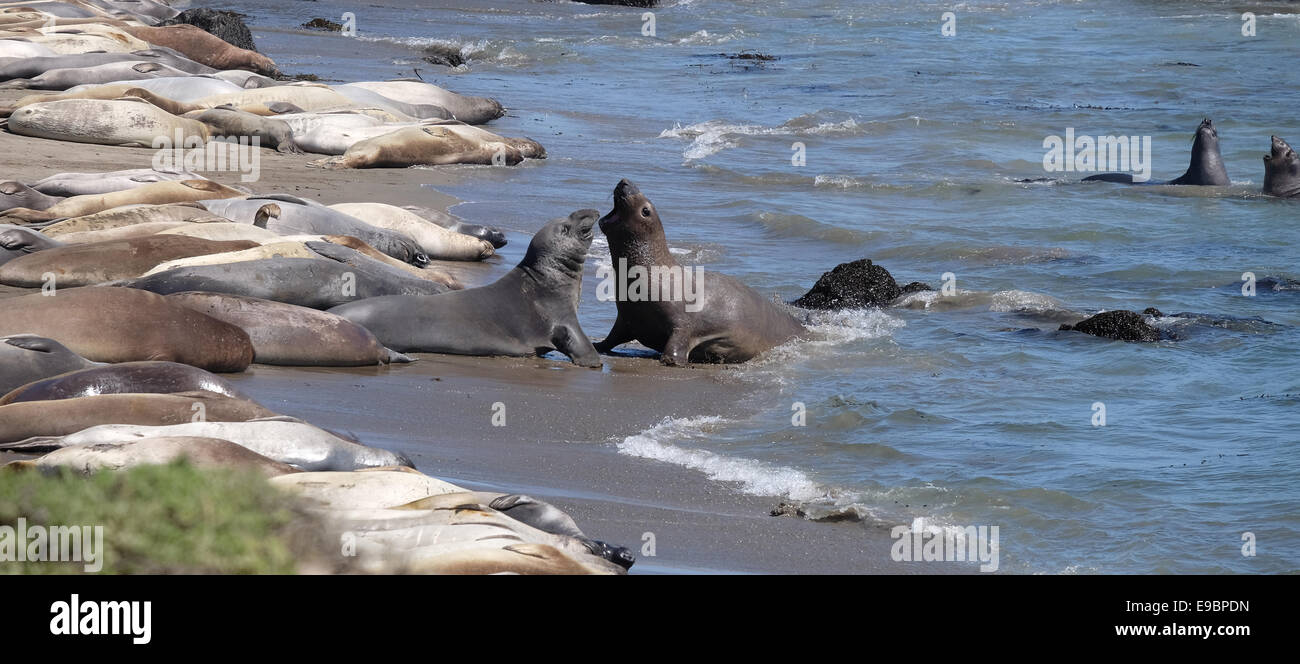 California elephant seal beach fuori la Highway 1 Foto Stock