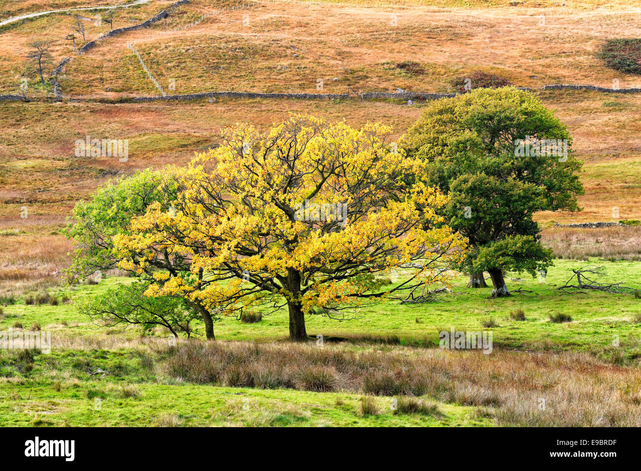 Un gruppo di alberi in un campo iniziano a mostrare i loro colori autunnali Foto Stock