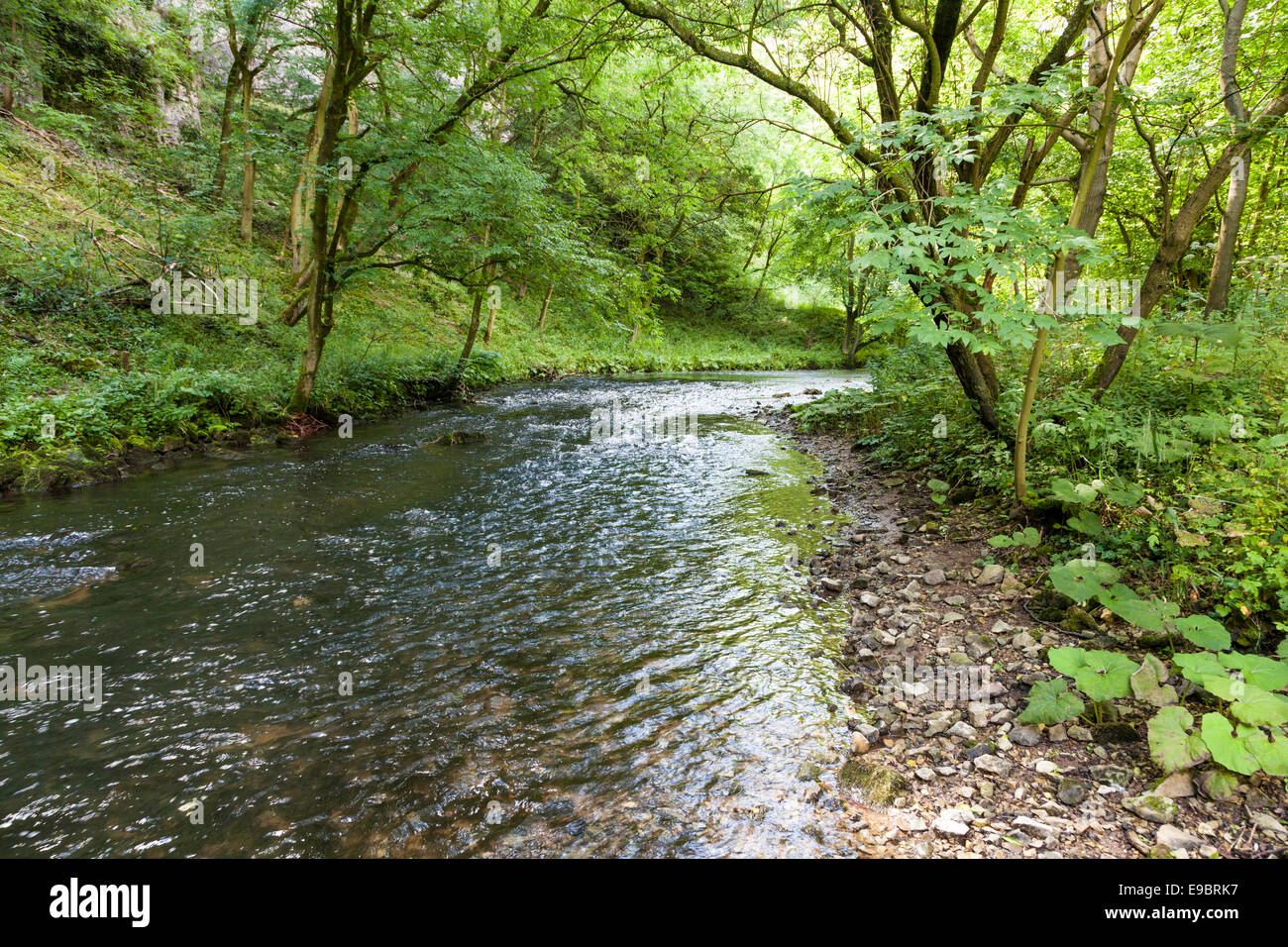 Il fiume Wye passando attraverso boschi di alberi in Miller Dale, Derbyshire Dales, Parco Nazionale di Peak District, England, Regno Unito Foto Stock