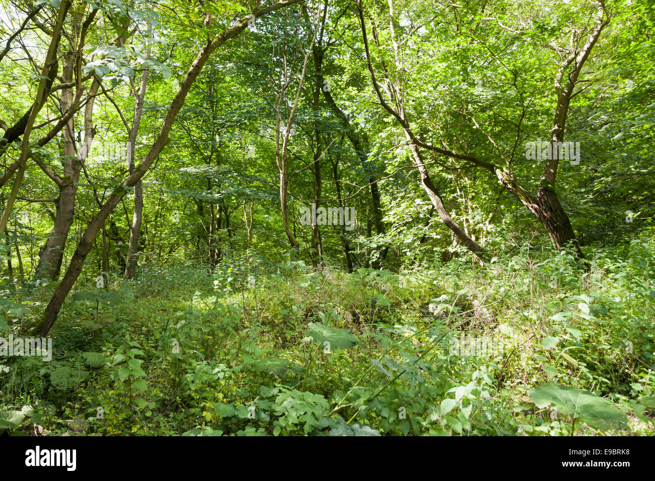 Alberi in un denso bosco con un fitto sottobosco, Miller Dale, Derbyshire, Parco Nazionale di Peak District, England, Regno Unito Foto Stock