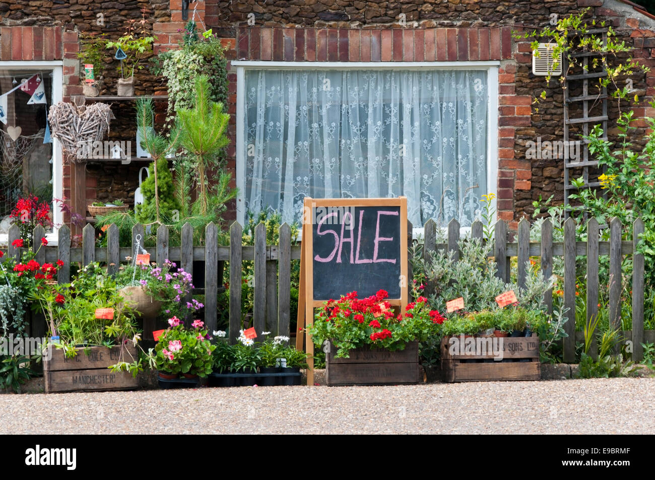 Piante da giardino in vendita al di fuori di un Norfolk House. Foto Stock