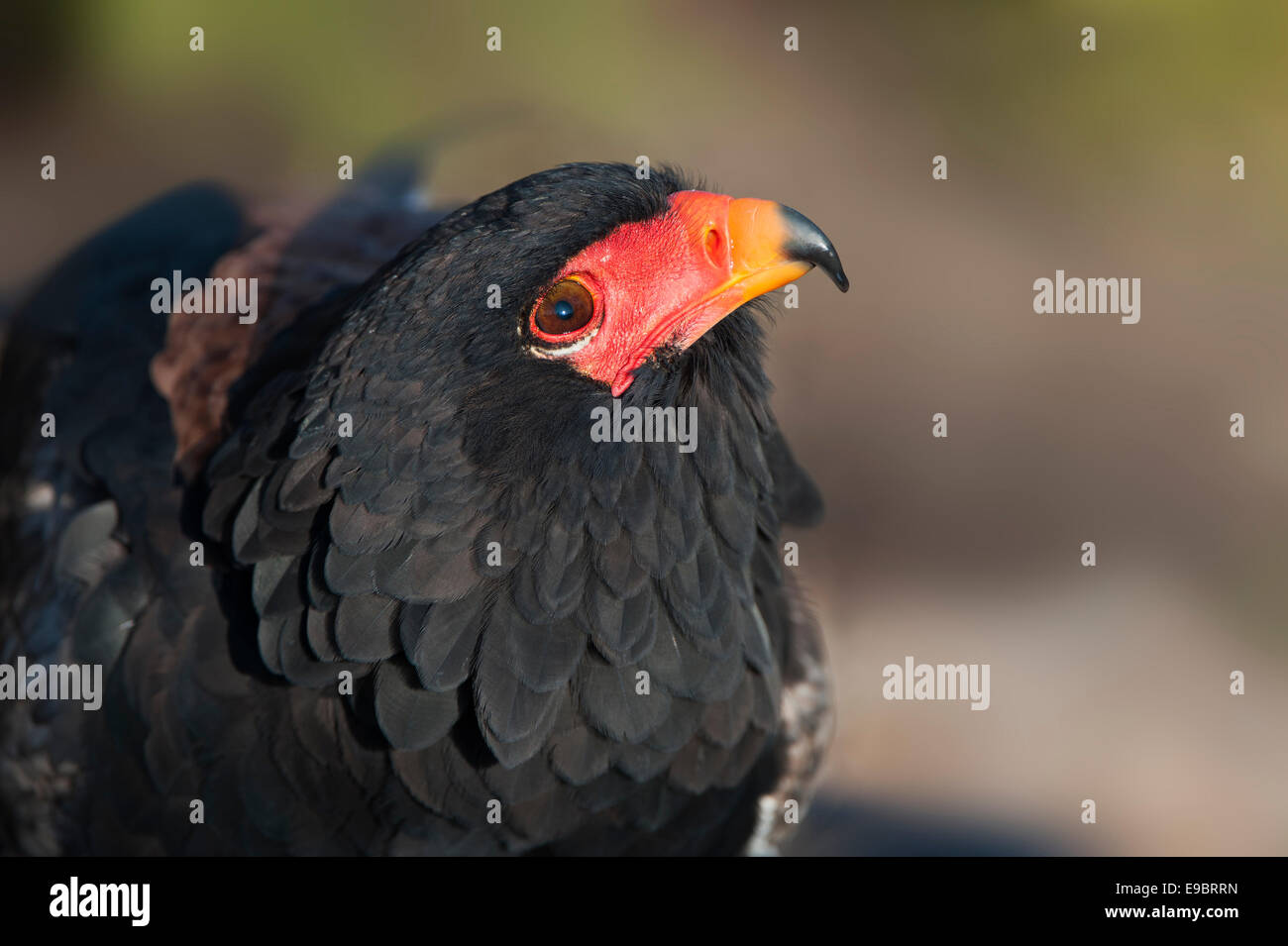 Close up ritratto di una bateleur Foto Stock