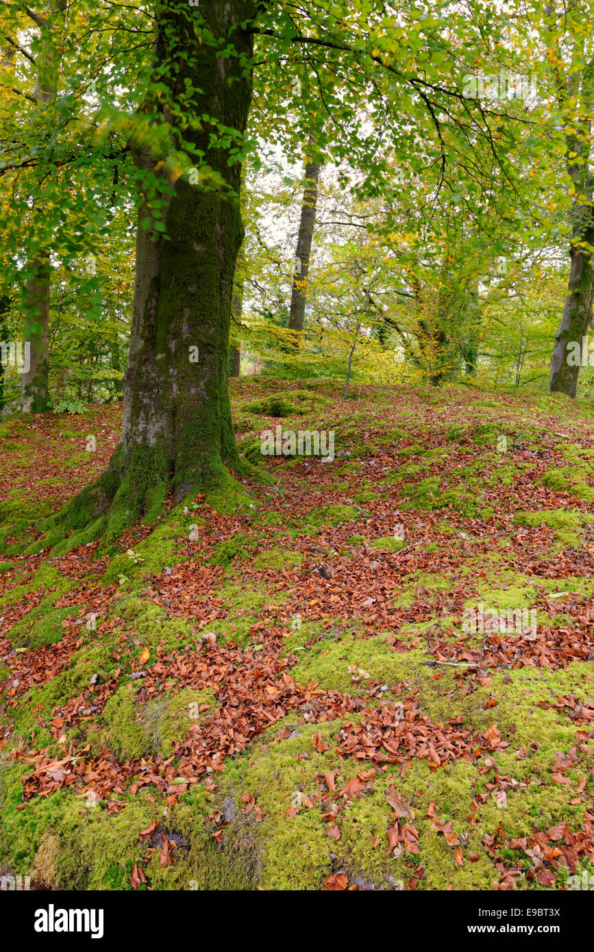 Tempo di autunno e faggi iniziano a chnage colore in un bosco vicino a Ambleside nel parco nazionale del Lake District in Cumbria Foto Stock