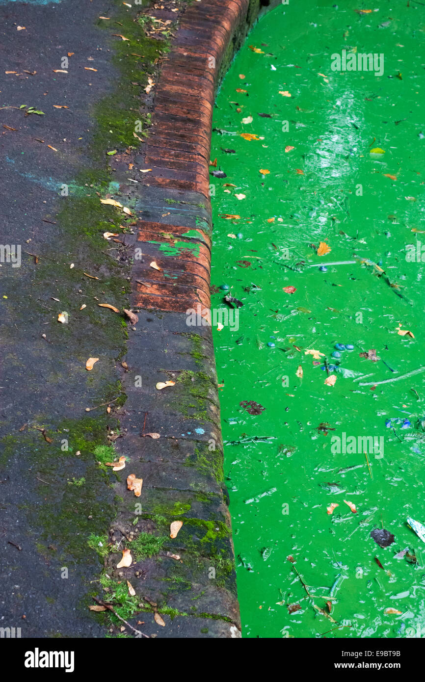 Una folta feccia (o fioritura) di alghe tossiche blu-verdi (cianobatteri) in un lago in un parco pubblico a Bristol, Regno Unito Foto Stock