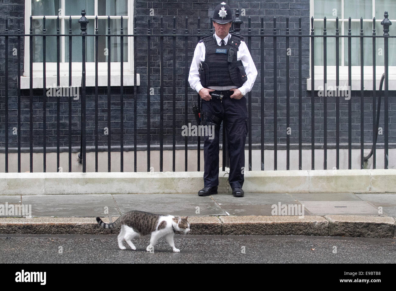 Larry il gatto passeggiate intorno a Downing street a Westminster Londra mentre il Primo Ministro David Cameron è lontano Foto Stock