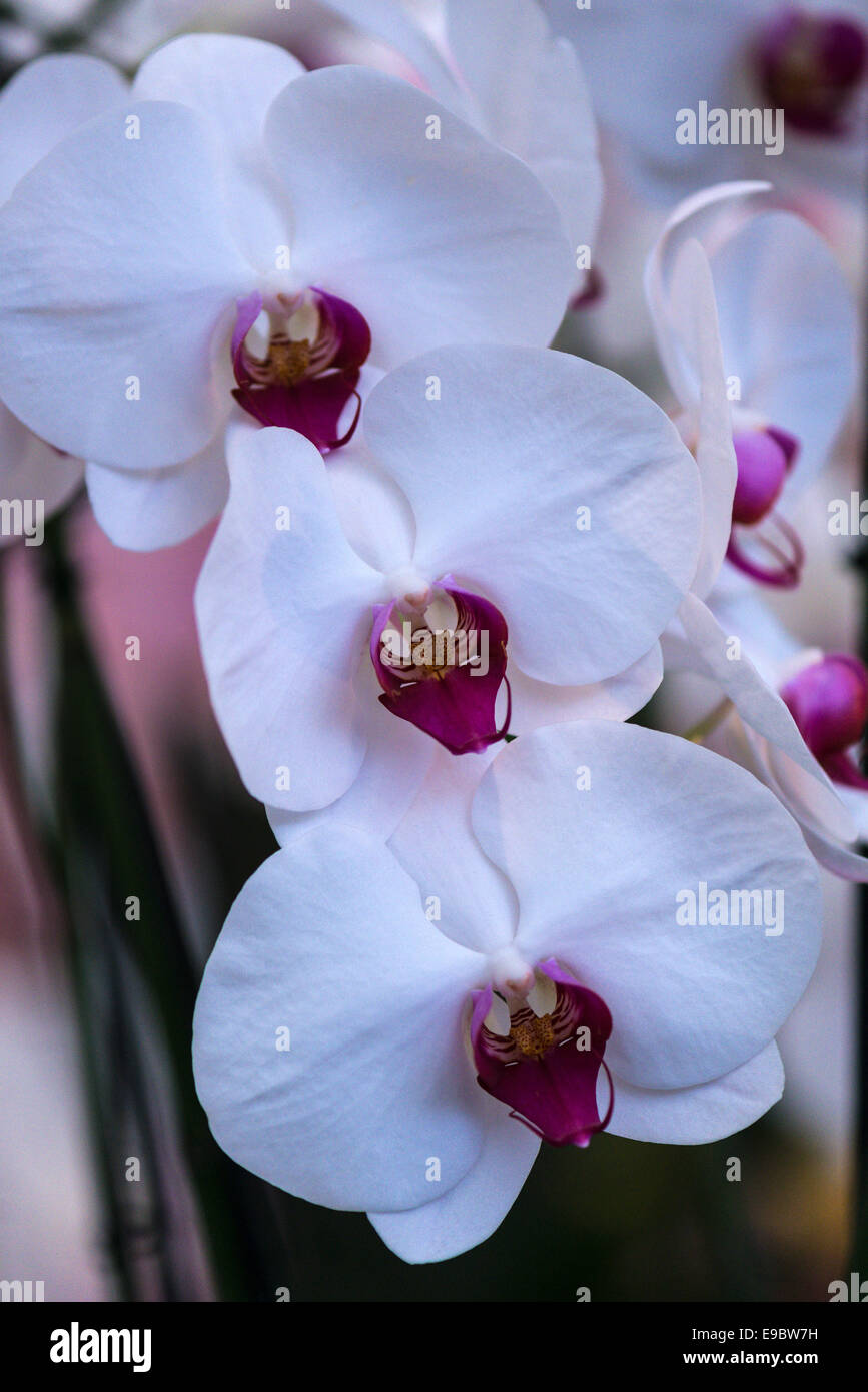 Orchid bianco brillante petali con colonna di malva, della gola e del labbro. Foto Stock