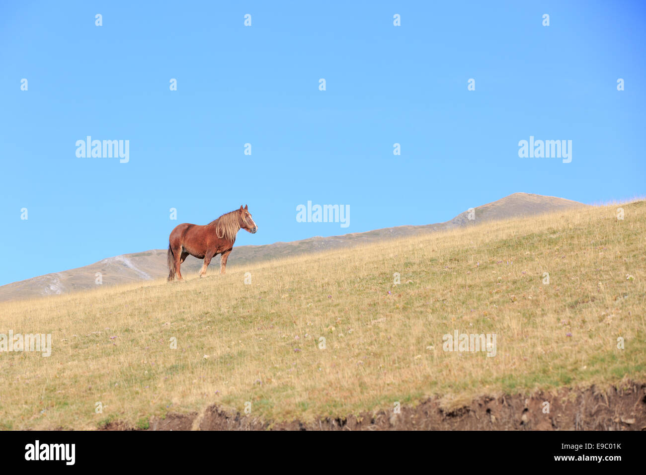 Cavalli sul ripido pendio del Monte Prato contro il cielo blu chiaro Foto Stock