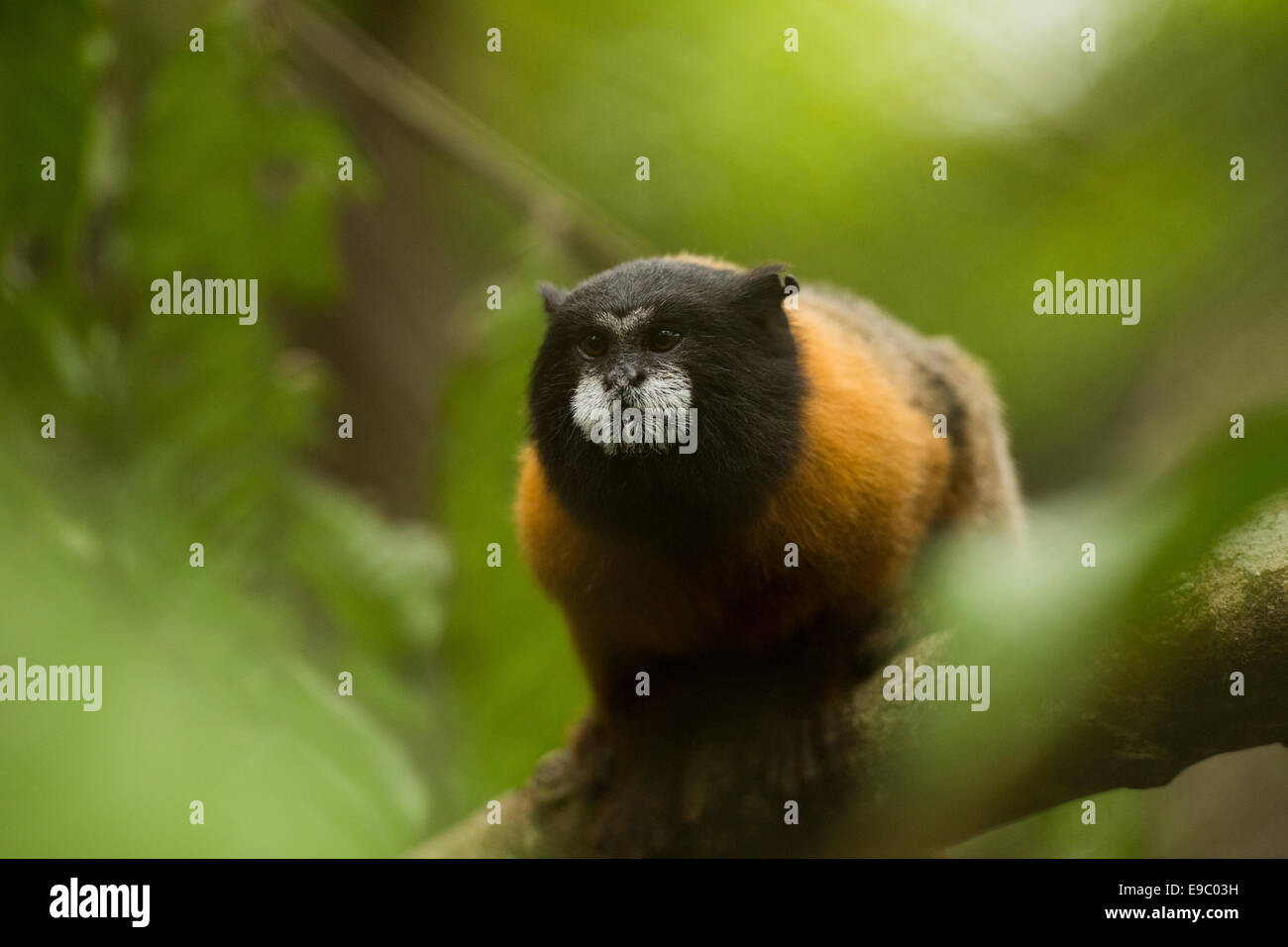 Golden-mantled tamarin (Saguinus tripartitus) Foto Stock