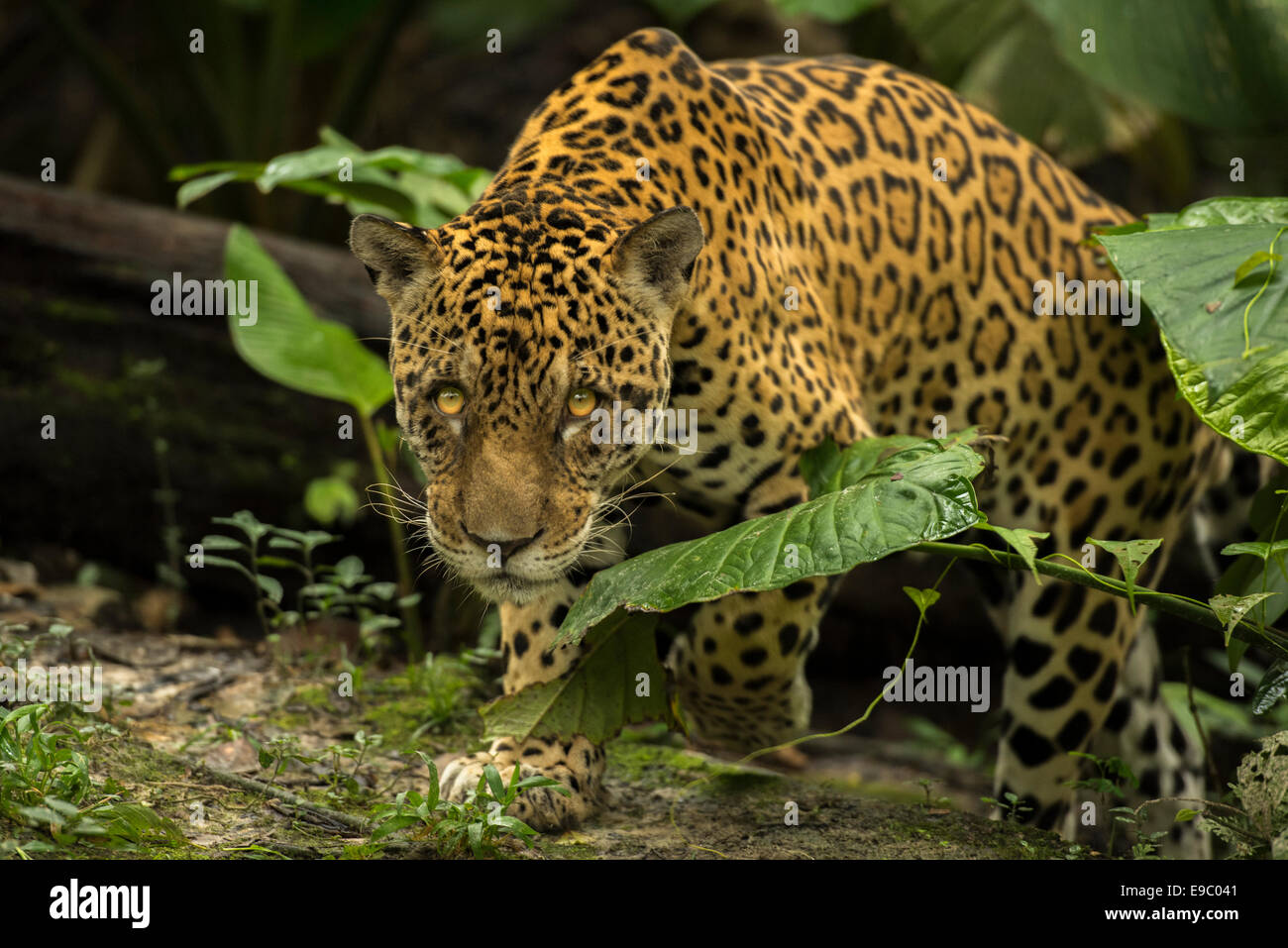 Jaguar Panthera onca Foto Stock