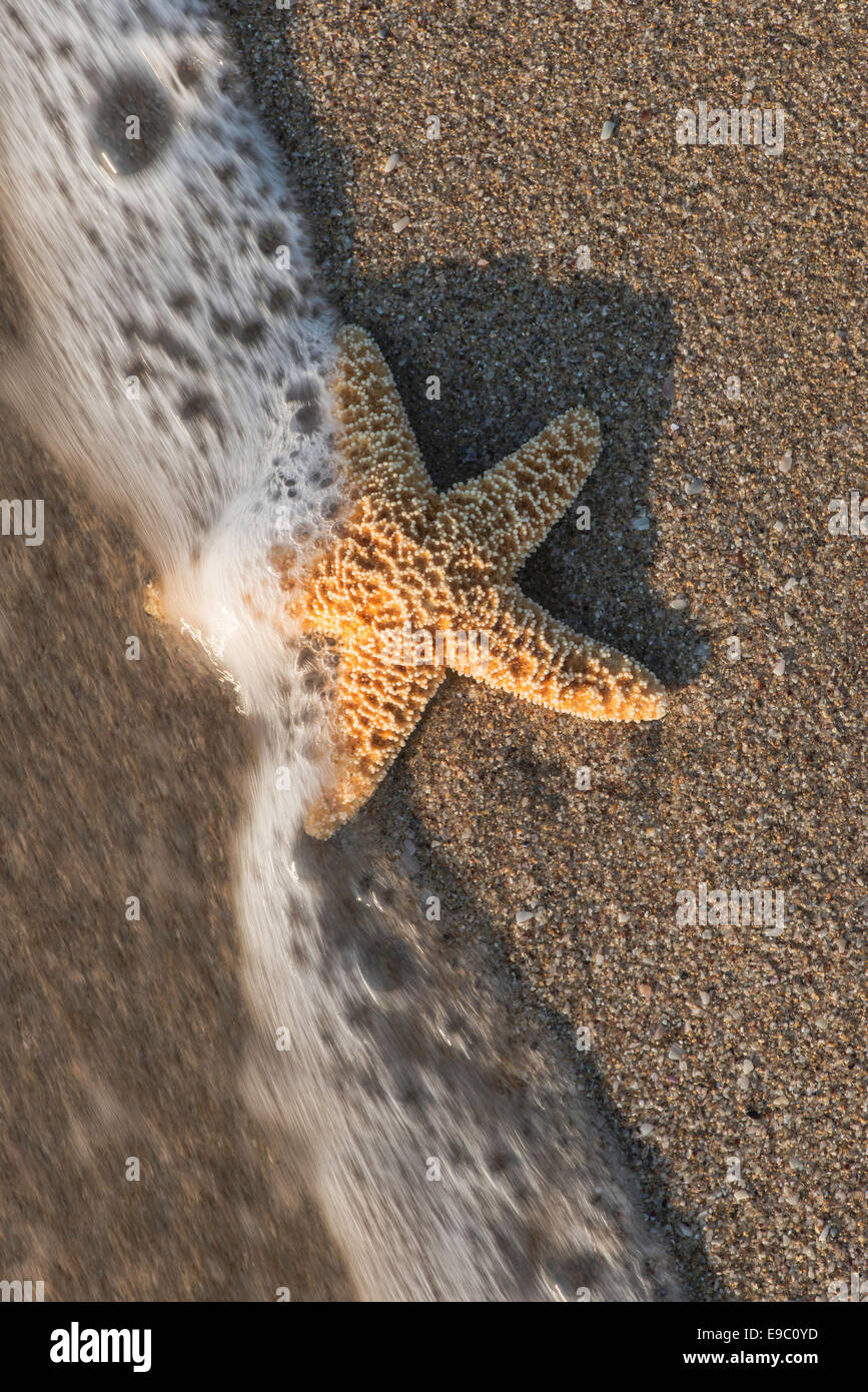 Starfish nelle onde. La luce del sole Foto Stock