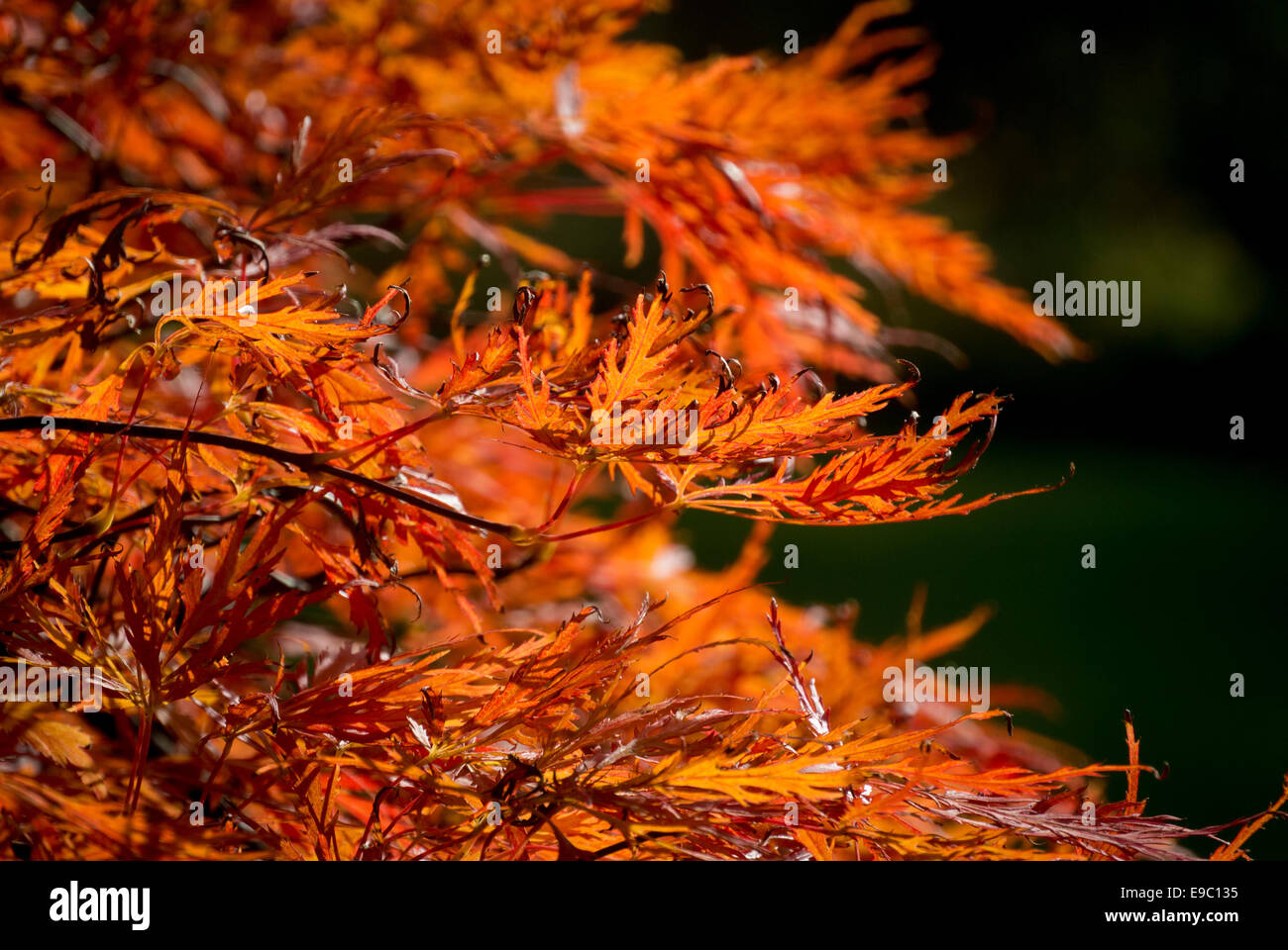 Foglie di colore arancione su una pianta ornamentale Acer tree. Foto Stock