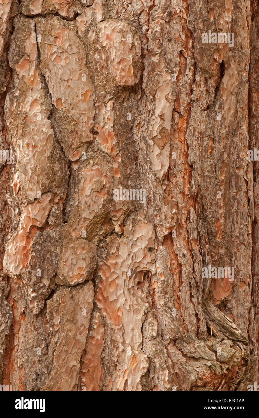 Pino silvestre di corteccia di albero Foto Stock