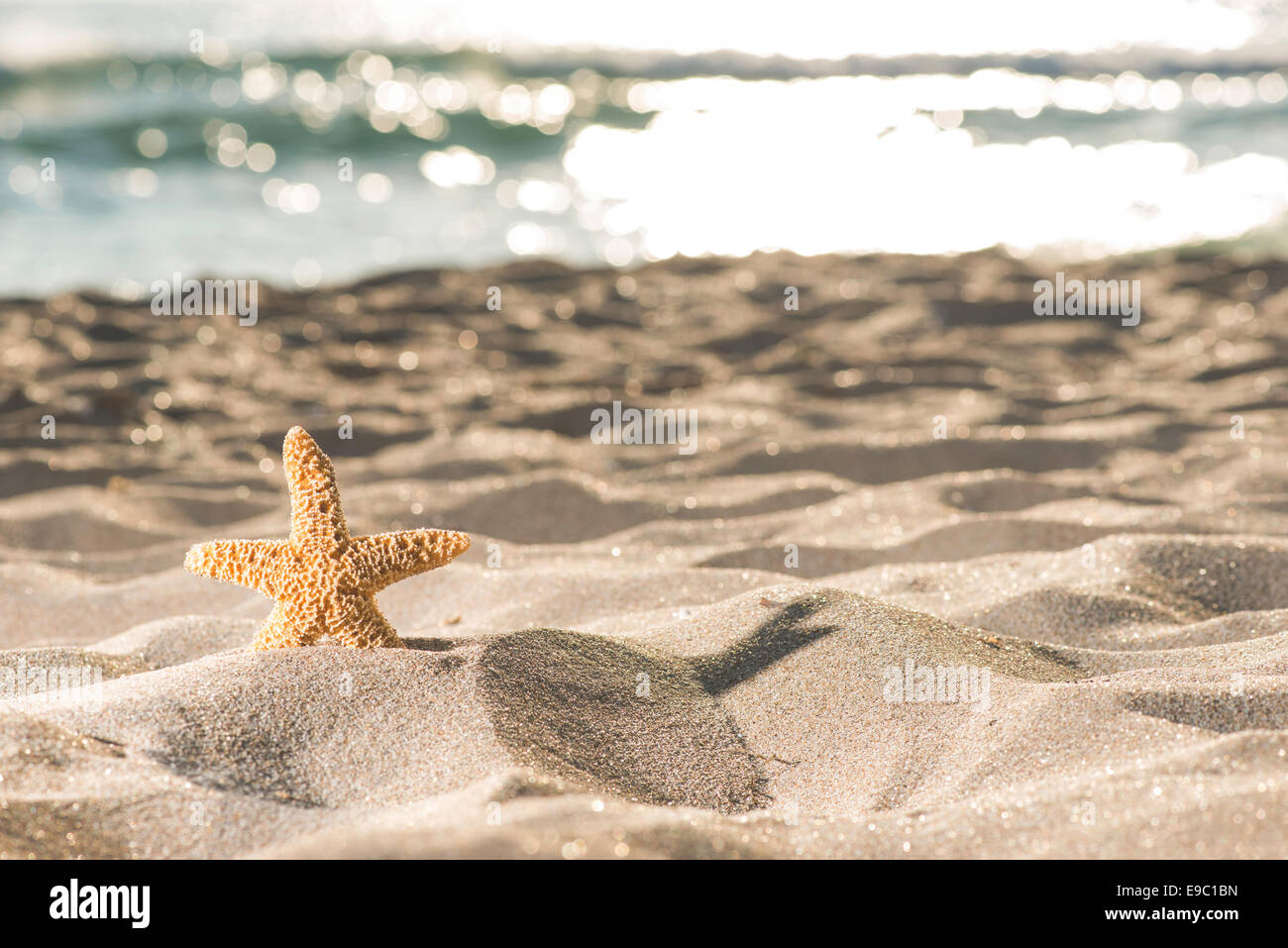 Tramonto sulla spiaggia. Starfish Foto Stock