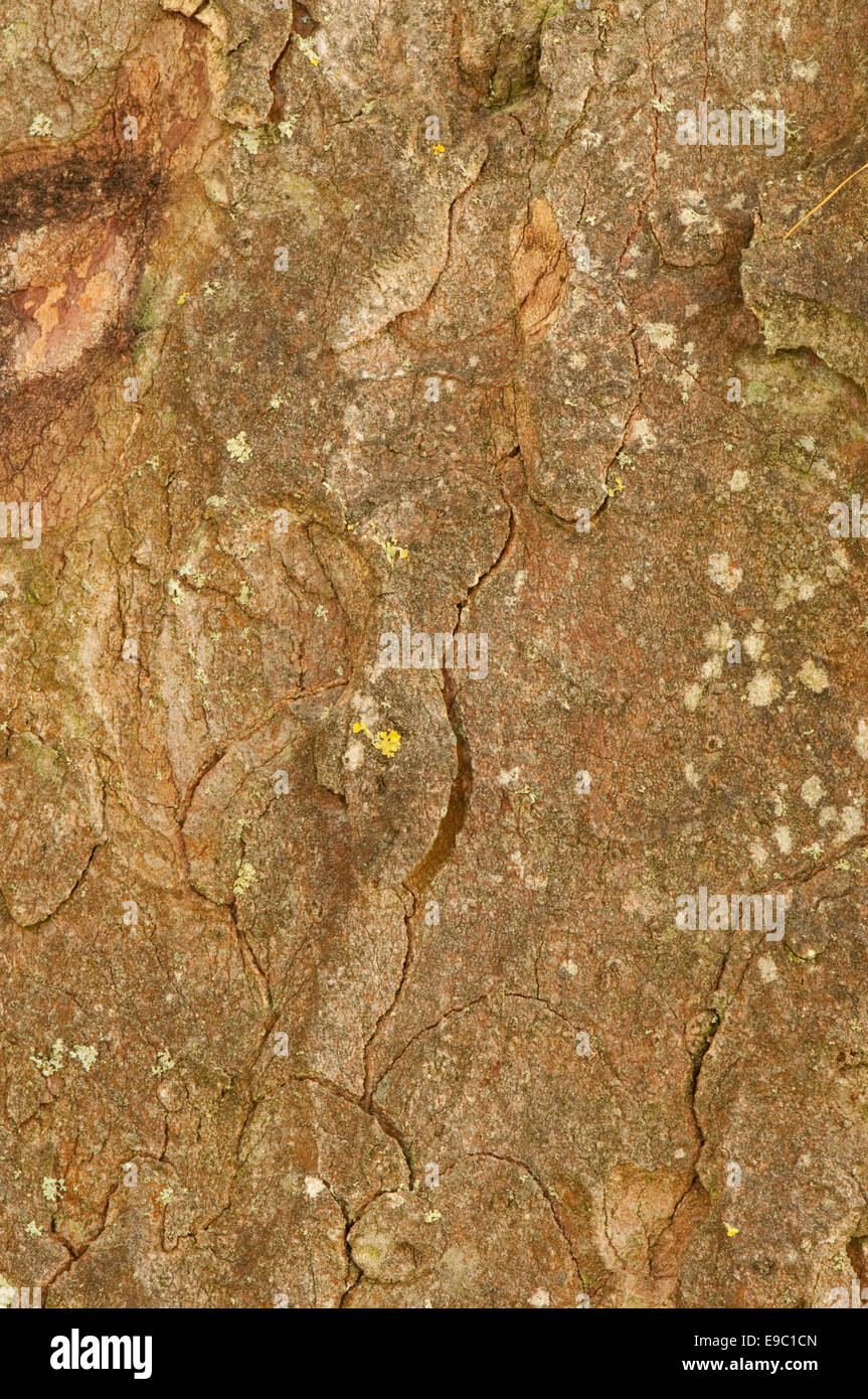 15 Semi Di Acero Carta (Acer Griseum) – Coltiva L'Albero Dalla Corteccia Esfoliante! - Foto 2