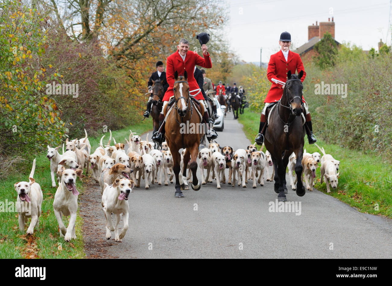 Leicestershire, Regno Unito. 24 ottobre, 2014. Quorn Huntsman Peter Collins conduce i segugi al primo sentiero - l'inizio della caccia alla volpe stagione - Quorn Hunt apertura incontro presso il canile. Credito: Nico Morgan/Alamy Live News Foto Stock