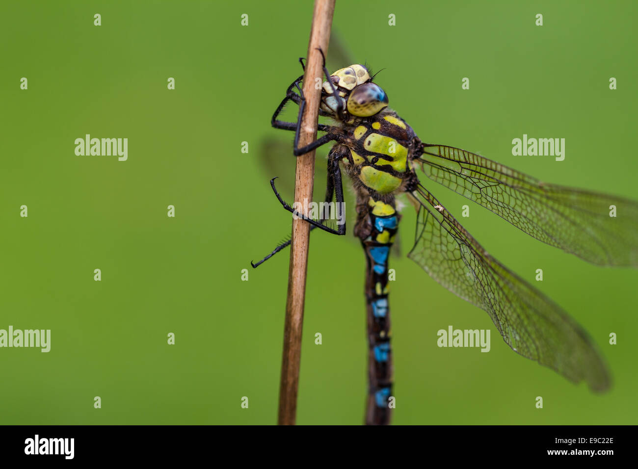 Southern Hawker Dragonfly, Macro sul gambo di pianta Foto Stock