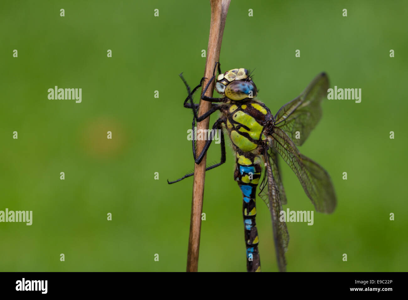 Southern Hawker Dragonfly, Macro sul gambo di pianta Foto Stock