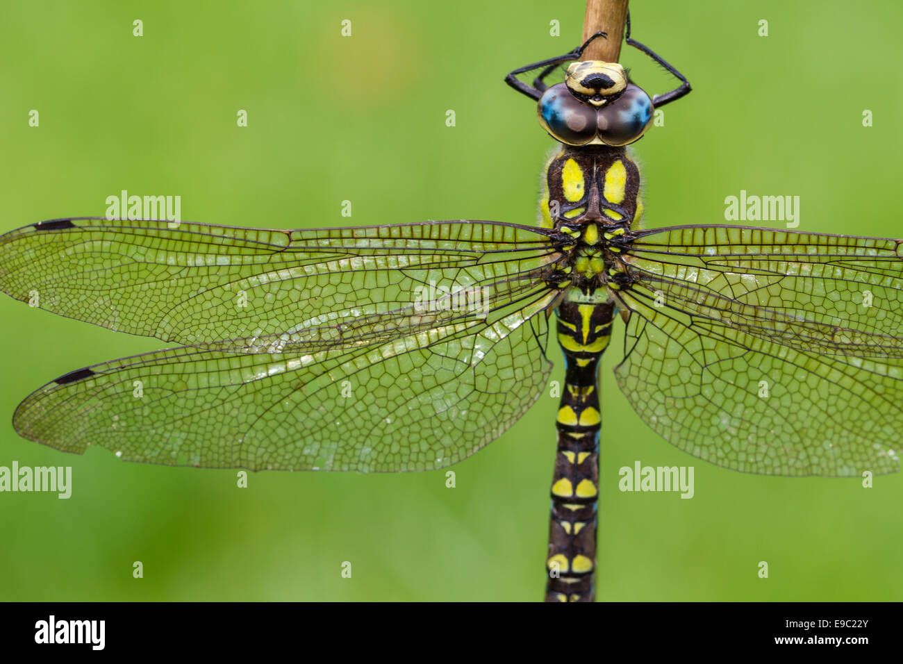 Southern Hawker Dragonfly, Macro sul gambo di pianta Foto Stock