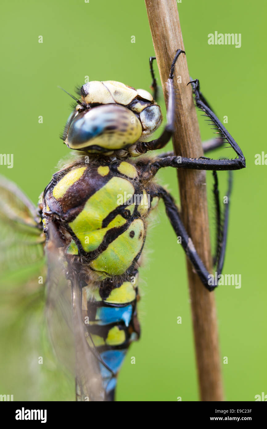 Southern Hawker Dragonfly, Macro sul gambo di pianta Foto Stock