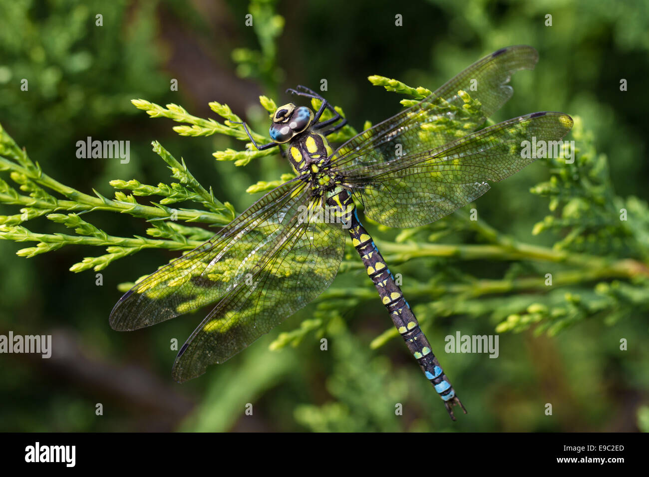 Southern Hawker Dragonfly, Macro su albero sempreverde branch Foto Stock