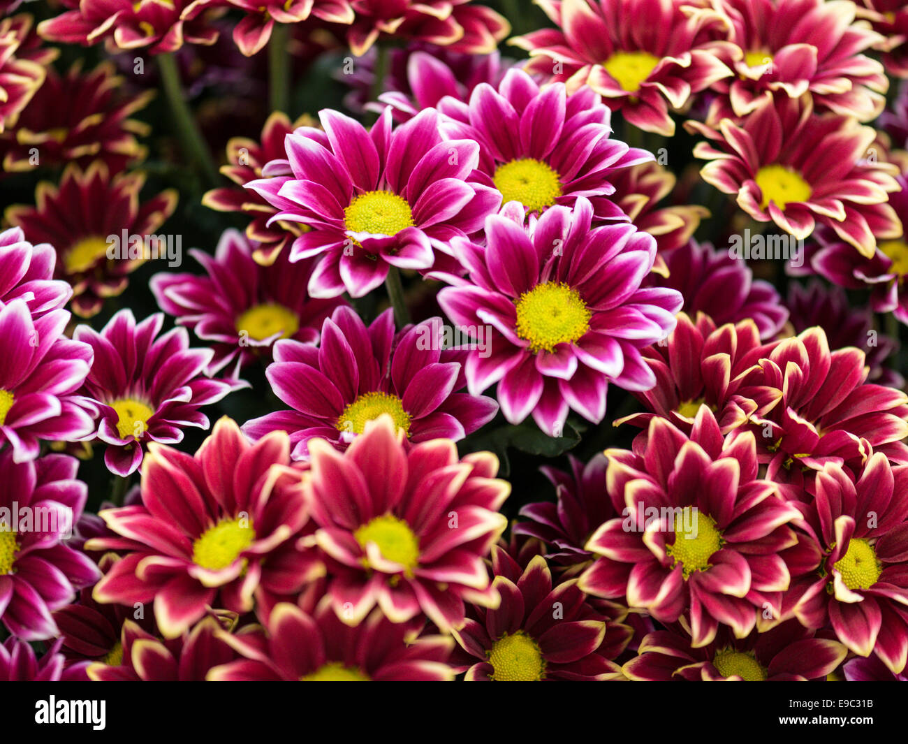 Bellissimo Display - Asteraceae rosso con petali bianco fringe e centro di colore giallo. Foto Stock