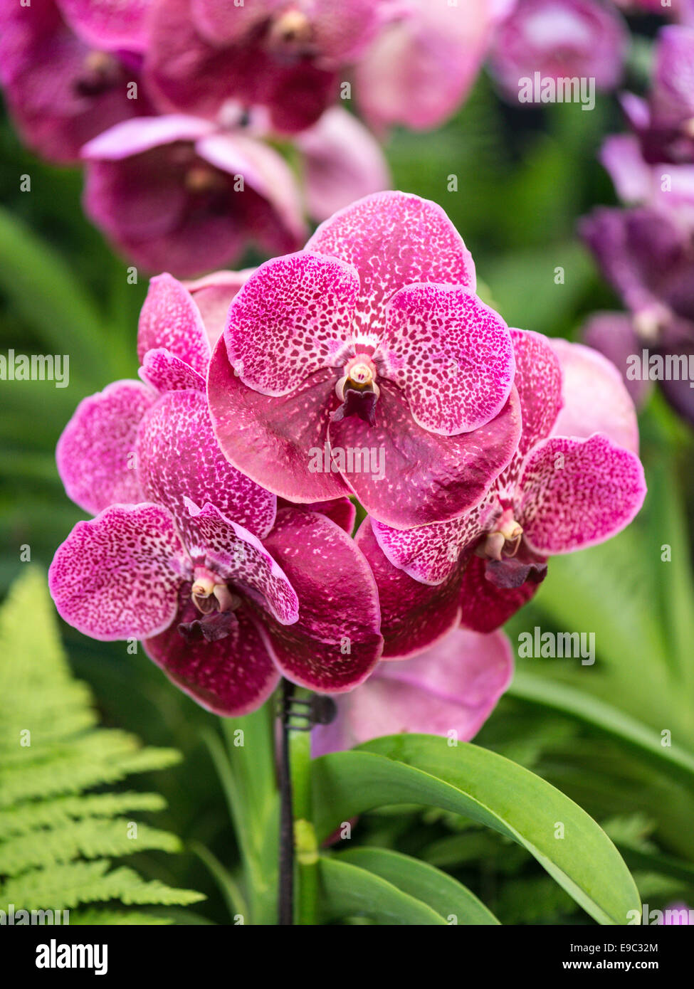 Orchidea viola con punteggiate di petali di colore rosso e verde fogliame sullo sfondo. Foto Stock