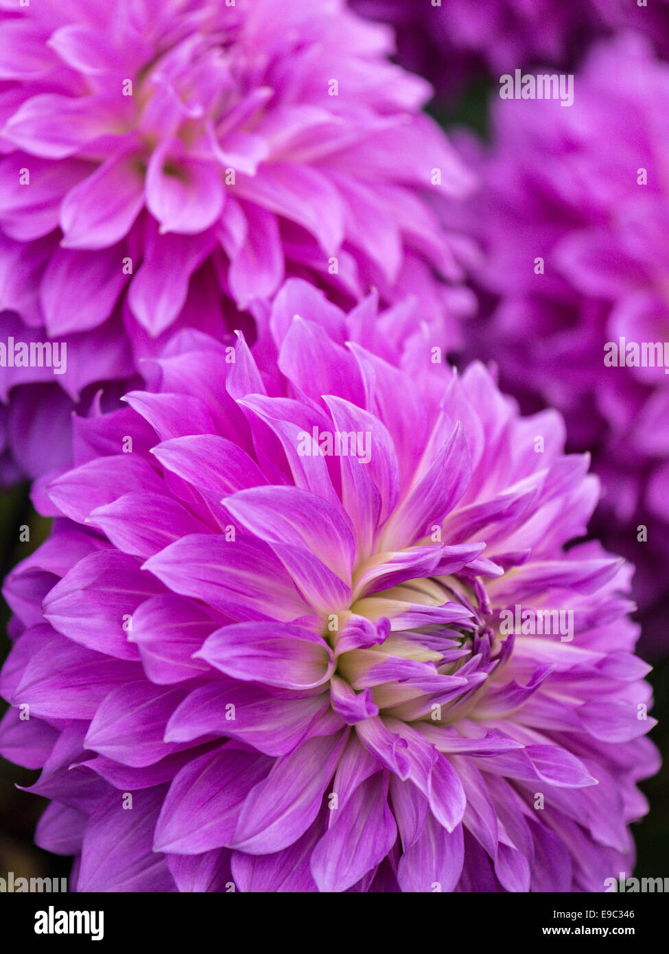 Dahlia, incredibili campione con vividi fiori malva. Foto Stock
