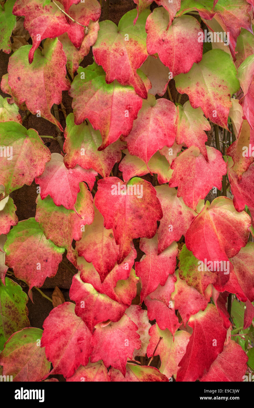 Foglie di autunno Foto Stock