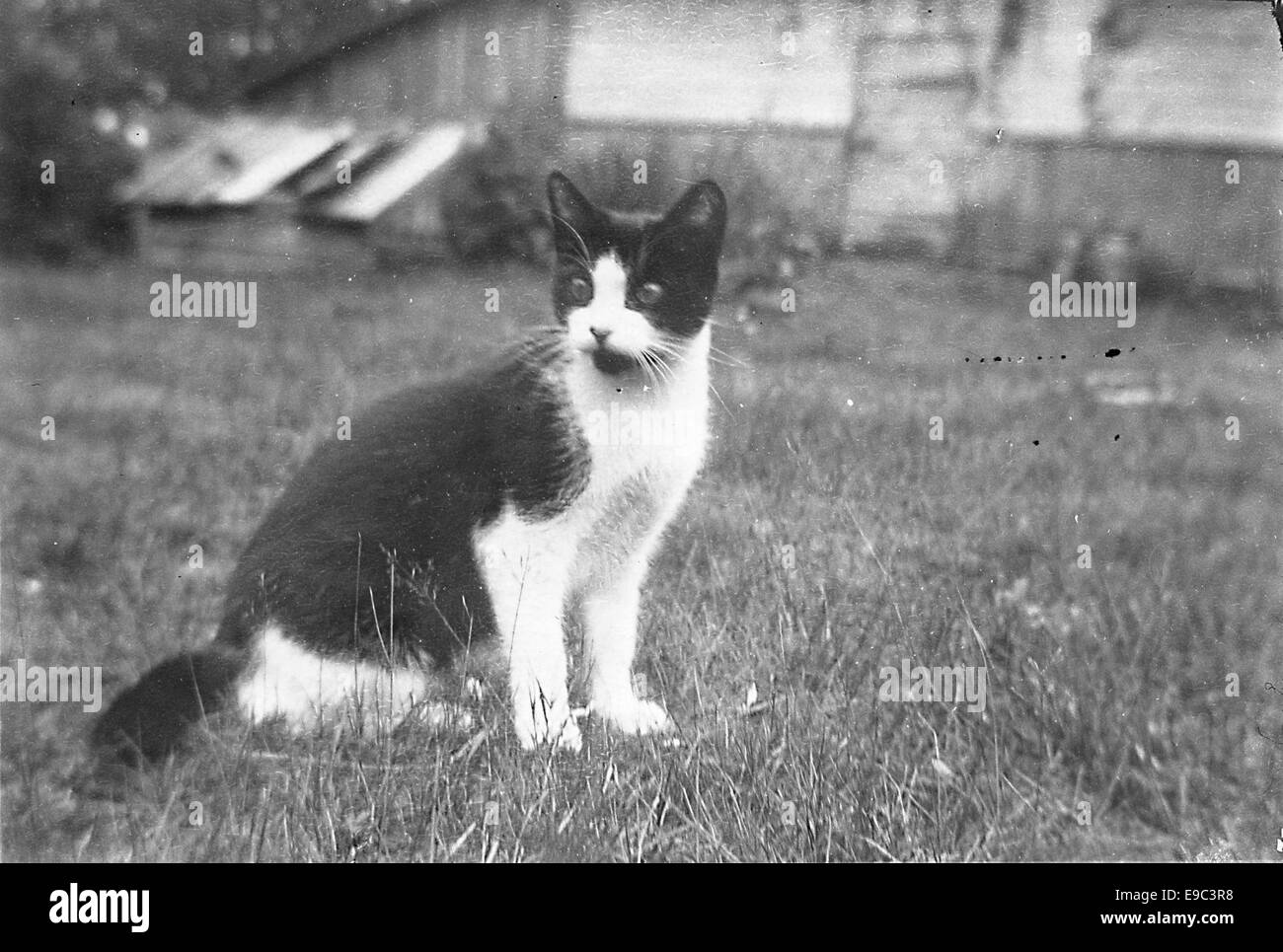 Una fotografia di un gatto, parte della collezione relativa a Edith Södergran, che offre uno sguardo al suo mondo e alla sua affinità con gli elementi tranquilli e naturali della vita in Finlandia. Foto Stock