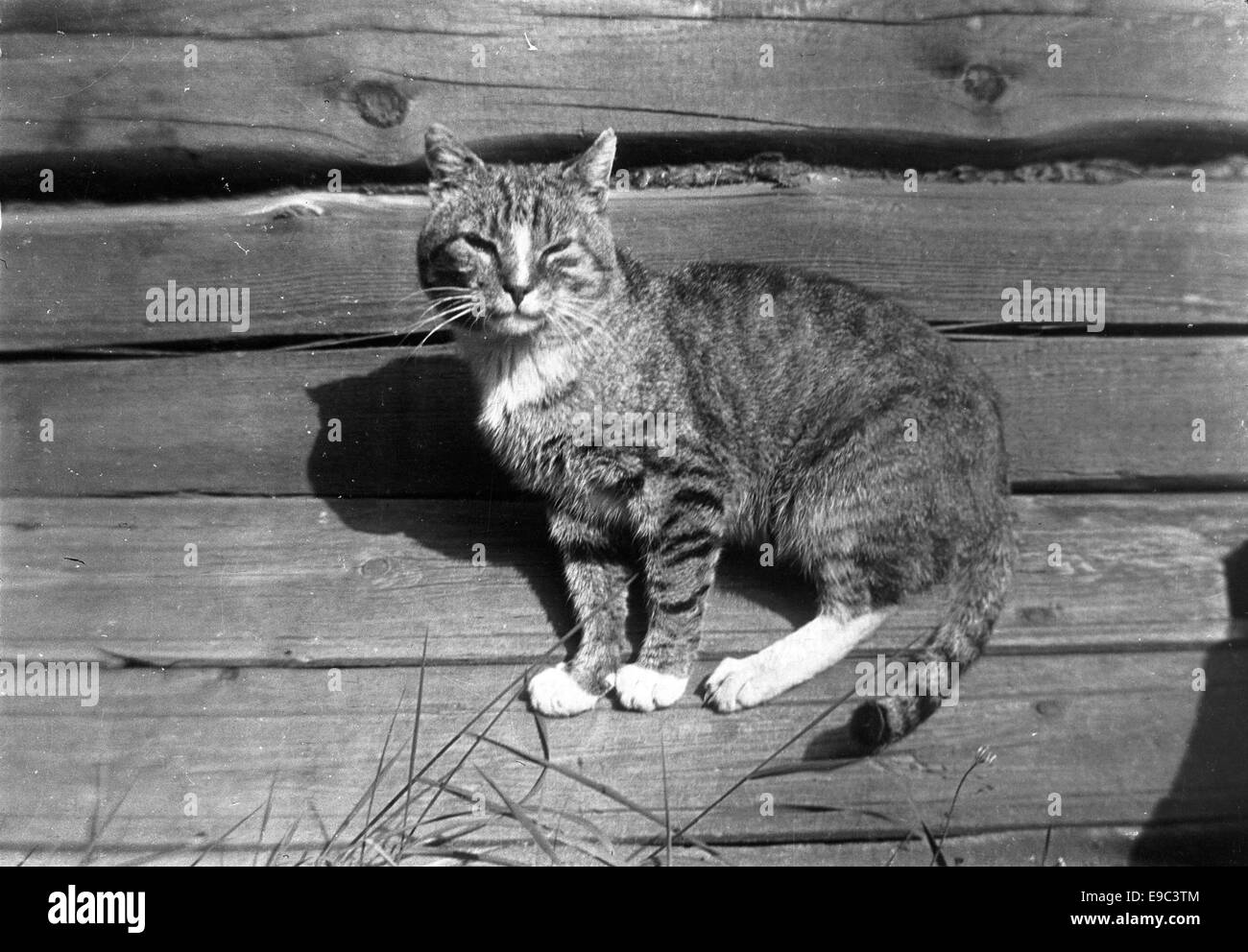 Una fotografia di un gatto a strisce di nome Edith, probabilmente scattata in Finlandia. L'immagine mette in risalto i diversi motivi della pelliccia del gatto, mostrando il suo aspetto unico. Foto Stock